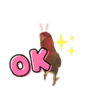 コザクラインコのきいちゃん02（個別スタンプ：1）