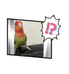 コザクラインコのきいちゃん02（個別スタンプ：3）
