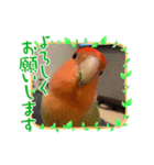 コザクラインコのきいちゃん02（個別スタンプ：4）