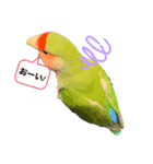 コザクラインコのきいちゃん02（個別スタンプ：5）