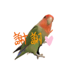 コザクラインコのきいちゃん02（個別スタンプ：7）