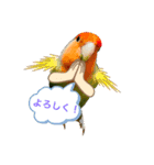 コザクラインコのきいちゃん03（個別スタンプ：5）