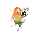 コザクラインコのきいちゃん03（個別スタンプ：6）
