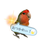 コザクラインコのきいちゃん03（個別スタンプ：7）