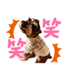 かわいいカール（個別スタンプ：4）