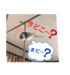 ぴいすけと日常会話（個別スタンプ：9）