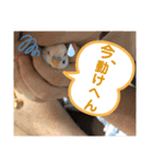 ぴいすけと日常会話（個別スタンプ：24）