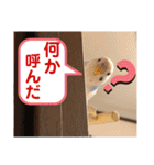 ぴいすけと日常会話（個別スタンプ：25）