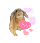 うさぎのマロン♡たまにショコラ♡（個別スタンプ：1）