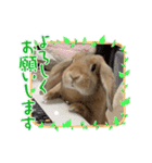 うさぎのマロン♡たまにショコラ♡（個別スタンプ：2）
