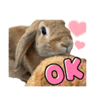 うさぎのマロン♡たまにショコラ♡（個別スタンプ：3）