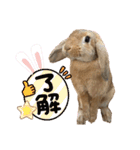 うさぎのマロン♡たまにショコラ♡（個別スタンプ：4）