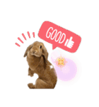 うさぎのマロン♡たまにショコラ♡（個別スタンプ：5）
