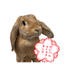 うさぎのマロン♡たまにショコラ♡（個別スタンプ：6）