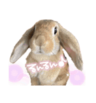 うさぎのマロン♡たまにショコラ♡（個別スタンプ：8）