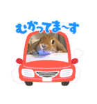 うさぎのマロン♡たまにショコラ♡（個別スタンプ：10）