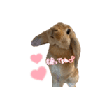 うさぎのマロン♡たまにショコラ♡（個別スタンプ：11）