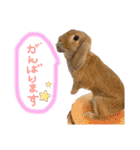 うさぎのマロン♡たまにショコラ♡（個別スタンプ：14）