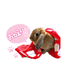 うさぎのマロン♡たまにショコラ♡（個別スタンプ：16）