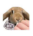 うさぎのマロン♡たまにショコラ♡（個別スタンプ：18）