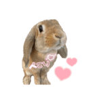 うさぎのマロン♡たまにショコラ♡（個別スタンプ：22）