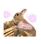 うさぎのマロン♡たまにショコラ♡（個別スタンプ：25）