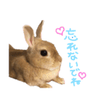 うさぎのマロン♡たまにショコラ♡（個別スタンプ：26）