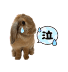うさぎのマロン♡たまにショコラ♡（個別スタンプ：31）