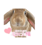 うさぎのマロン♡たまにショコラ♡（個別スタンプ：34）