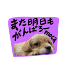 mocaがしゃべるよ。（個別スタンプ：5）