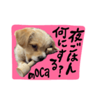 mocaがしゃべるよ。（個別スタンプ：6）