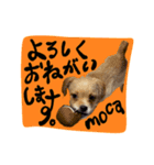 mocaがしゃべるよ。（個別スタンプ：8）