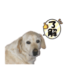 癒やし系の犬の挨拶（個別スタンプ：10）