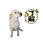 癒やし系の犬の挨拶（個別スタンプ：13）