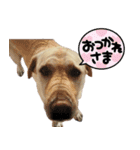 癒やし系の犬の挨拶（個別スタンプ：15）