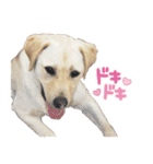 癒やし系の犬の挨拶（個別スタンプ：26）