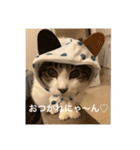 ねこ猫ネコちゃんだらけ（個別スタンプ：6）