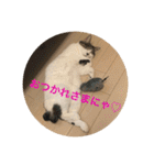 ねこ猫ネコちゃんだらけ（個別スタンプ：8）