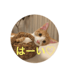 ねこ猫ネコちゃんだらけ（個別スタンプ：22）