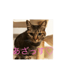 ねこ猫ネコちゃんだらけ（個別スタンプ：24）