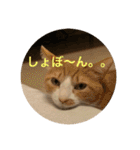 ねこ猫ネコちゃんだらけ（個別スタンプ：29）