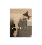 ねこ猫ネコちゃんだらけ（個別スタンプ：30）