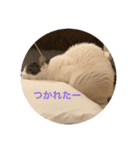 ねこ猫ネコちゃんだらけ（個別スタンプ：33）