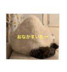 ねこ猫ネコちゃんだらけ（個別スタンプ：34）