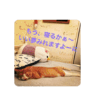 ねこ猫ネコちゃんだらけ（個別スタンプ：38）