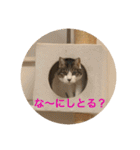 ねこ猫ネコちゃんだらけ（個別スタンプ：39）