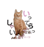 ハーツ保護猫シェルター支援・春と家族連絡（個別スタンプ：1）