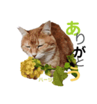 ハーツ保護猫シェルター支援・春と家族連絡（個別スタンプ：2）