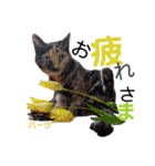 ハーツ保護猫シェルター支援・春と家族連絡（個別スタンプ：3）