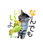 ハーツ保護猫シェルター支援・春と家族連絡（個別スタンプ：5）